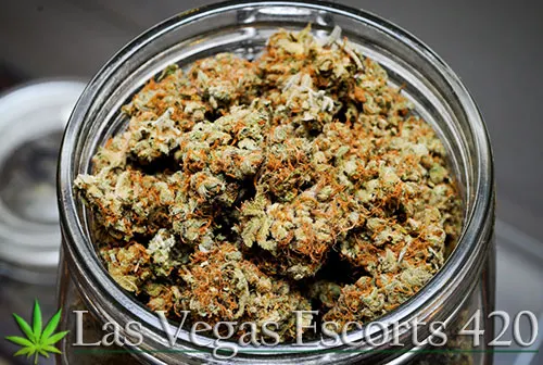Fun Facts About Weed